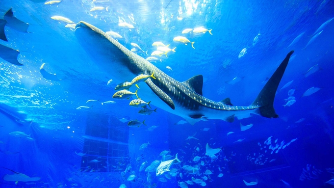 【連泊割】〜3連泊以上〜美ら海水族館チケットが付いてくる♪連泊ならこちらのプラン！（朝食付）